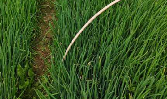 菜园“黄金搭档”——把葱和姜种在一起,省地又省心