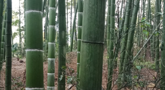 找准“竹历”下种——跟着节气栽竹子,成活九成不操心