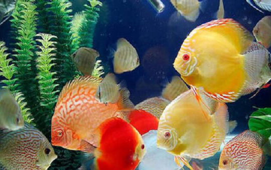 七彩鸽子养殖设备