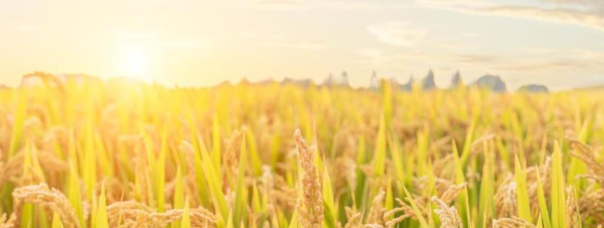 2025年复杂国际环境下，如何守好中国粮仓安全底线？