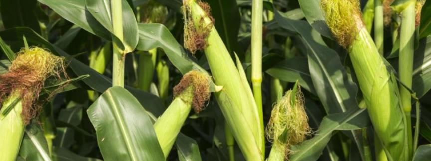 2025年复杂国际环境下，如何守好中国粮仓安全底线？