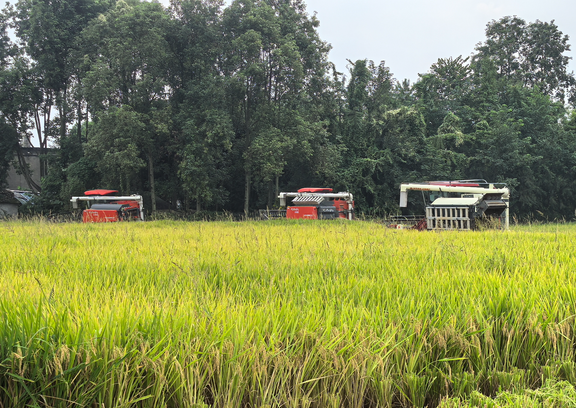 水稻收割场景