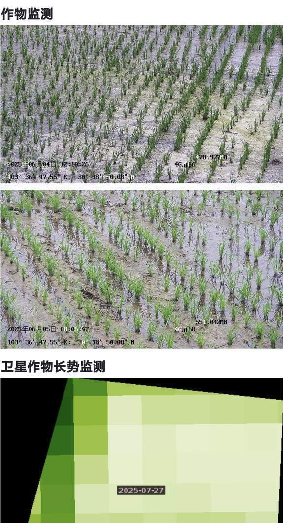 稻田里的传感器