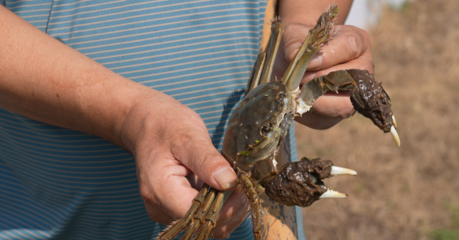 阳澄湖大闸蟹交易中心