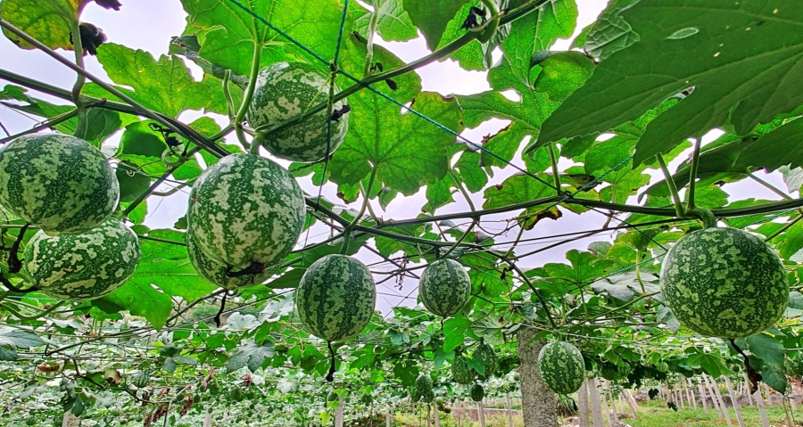 吊瓜丰收景象