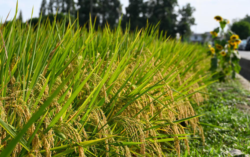丰收节活动相关图片