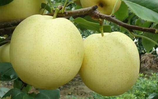 广安蜜梨