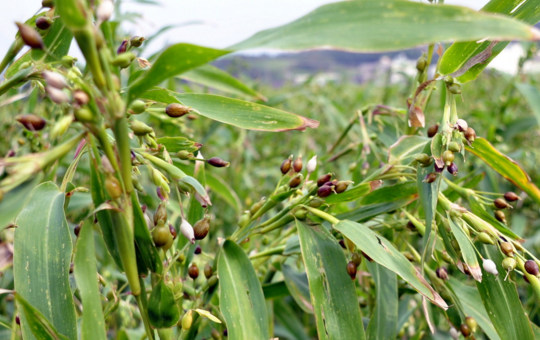 薏米种植相关图片
