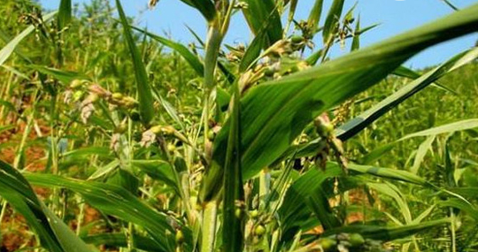 薏米种植相关图片