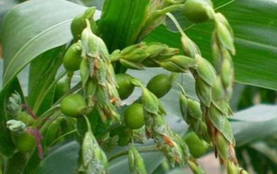 薏米种植相关图片