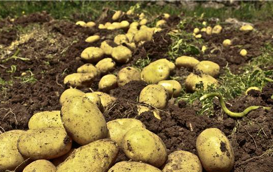 马铃薯商品性