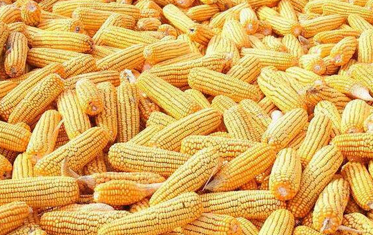 甜玉米速冻操作要点相关图片