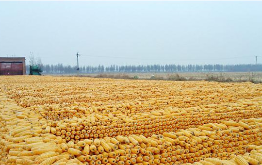 甜玉米速冻实际应用案例相关图片