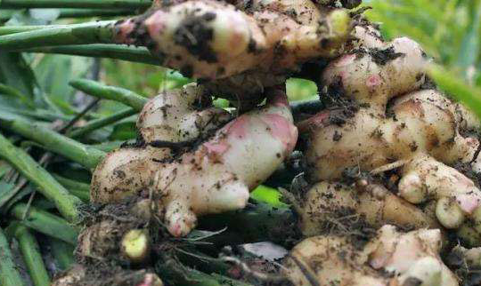 生姜贮藏保鲜技术详解