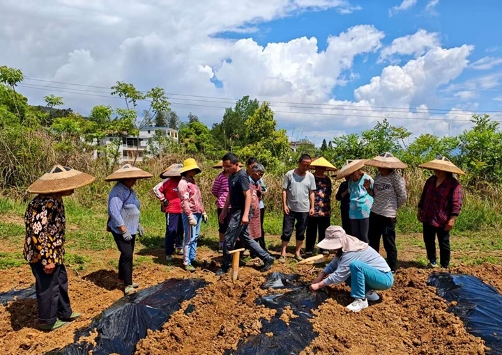 大坪场镇花生田景象