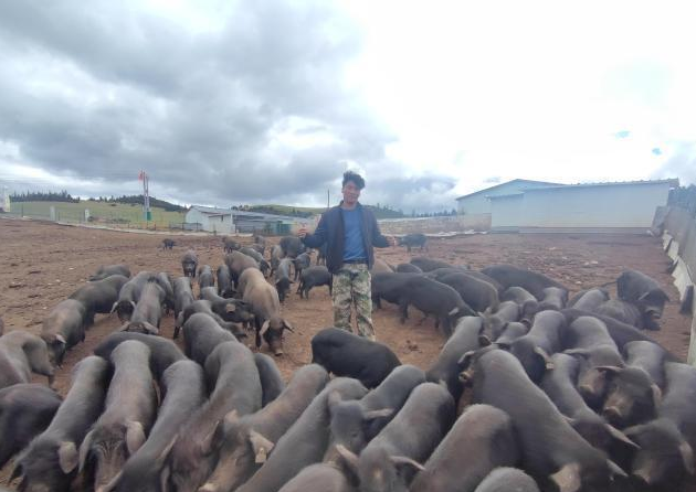 泽仁曲批的藏猪养殖场景