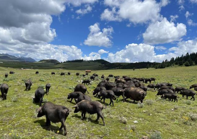 藏猪在草坡上活动