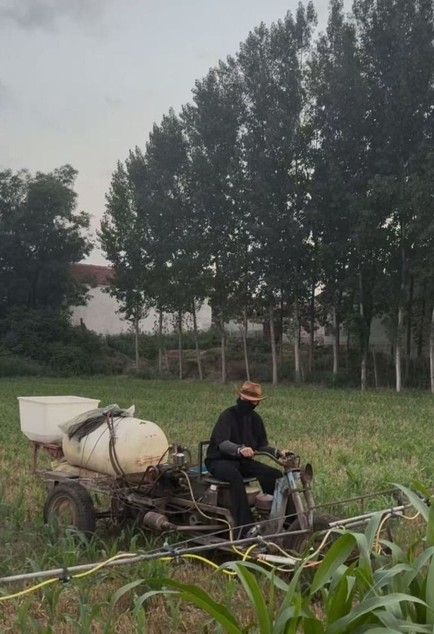 种植大葱的艰辛