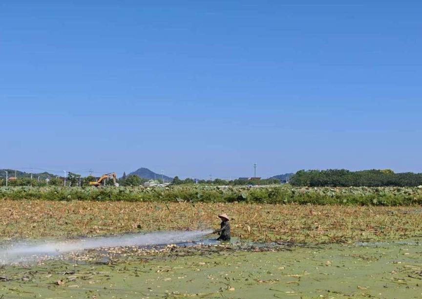 饶春生和工人挖莲藕