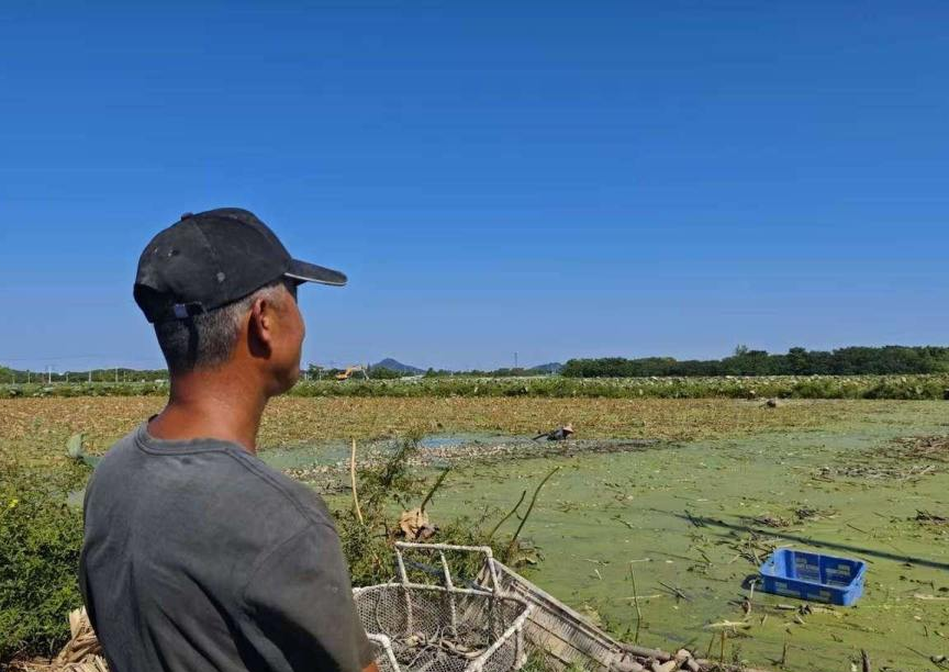 高效工具挖莲藕