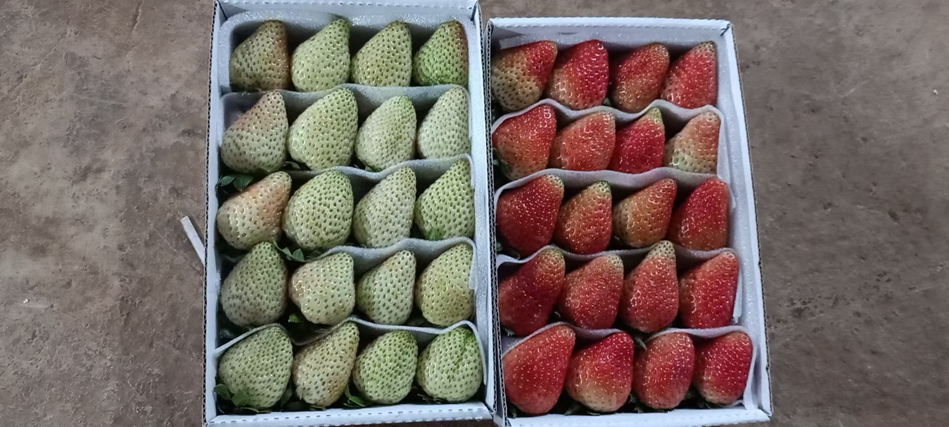 展示一颗白草莓与一颗红草莓并列摆放,颜色对比鲜明,突出白草莓的特殊性