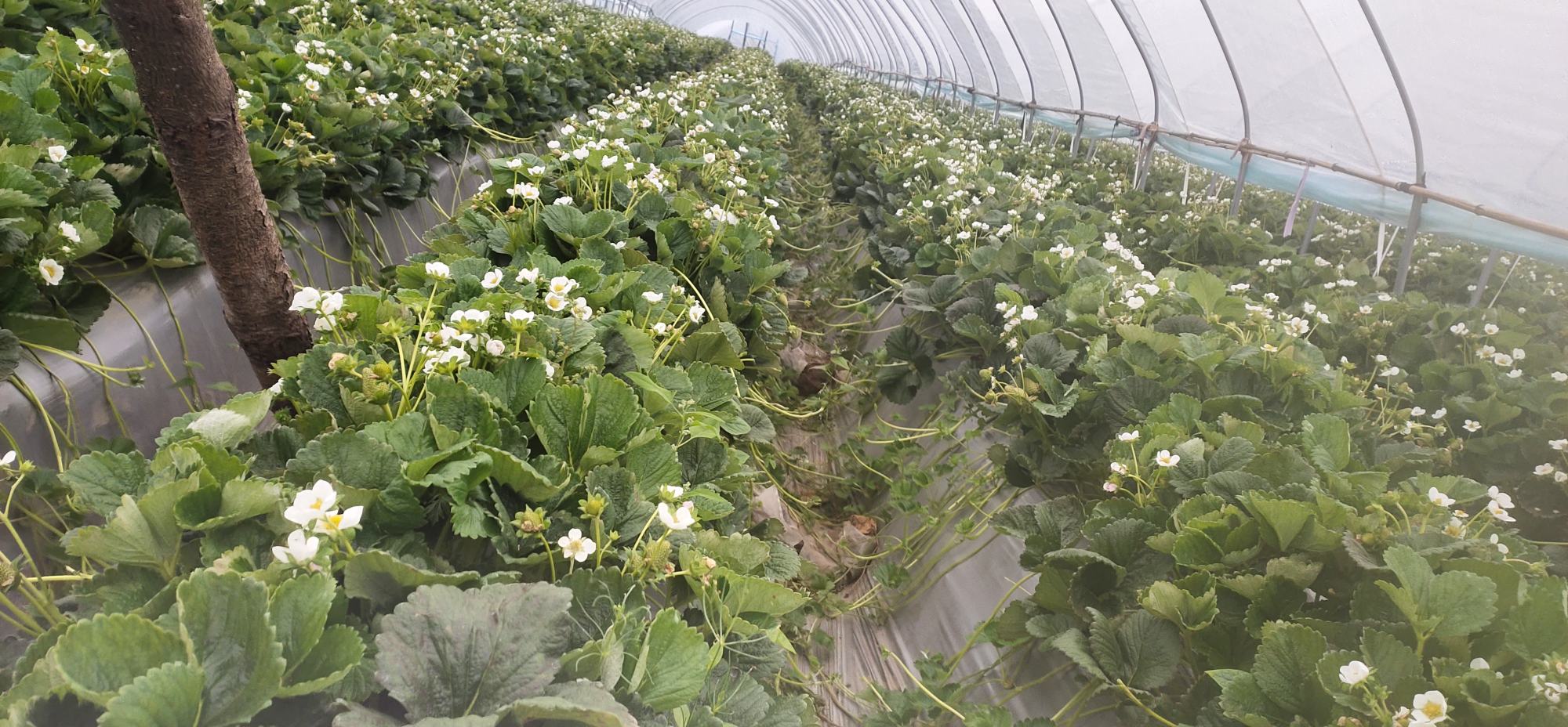 展示在温室中采摘白草莓的场景,农民手持篮子,正在采摘成熟的白草莓,背景为整齐排列的草莓植株