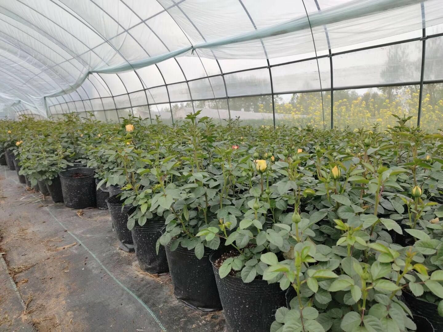 藤本月季盛开在花架上