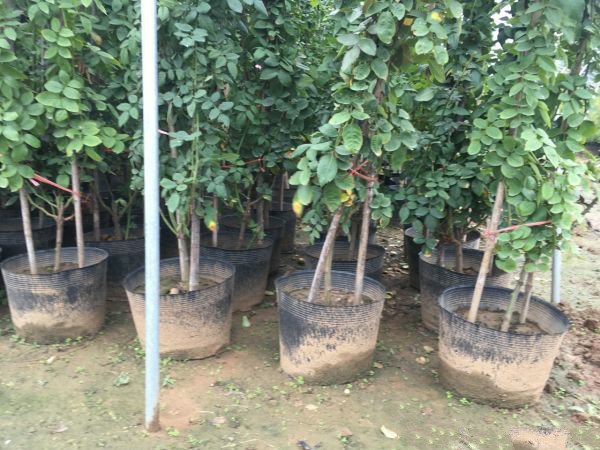 藤本月季修剪示意图