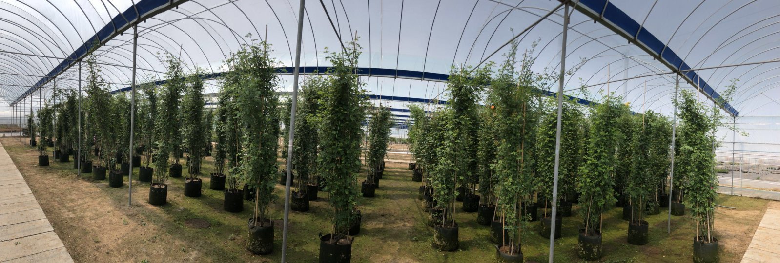 藤本月季冬季防寒措施