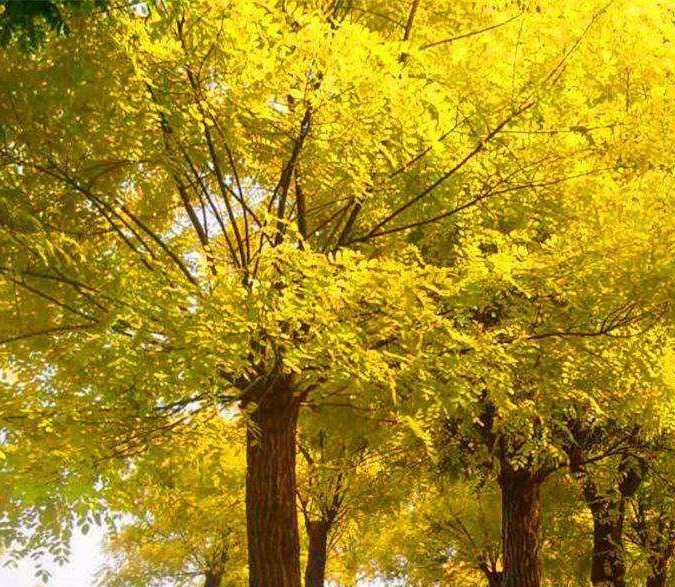 胸径18公分国槐