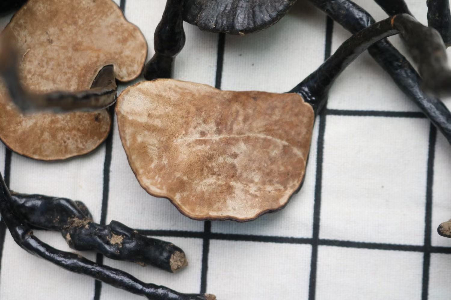 野生竹灵芝自然生长在竹林深处,附生于竹根或竹节之间,环境湿润阴凉