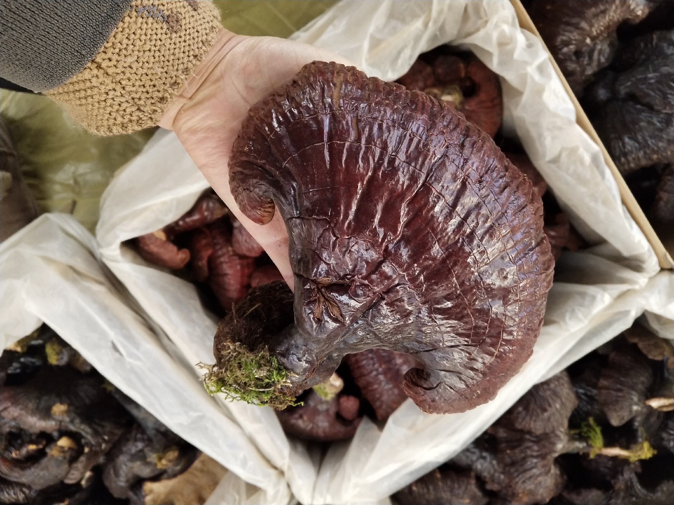 野生灵芝根部特写,展示其坚硬质地与深色表皮,体现其高药用价值