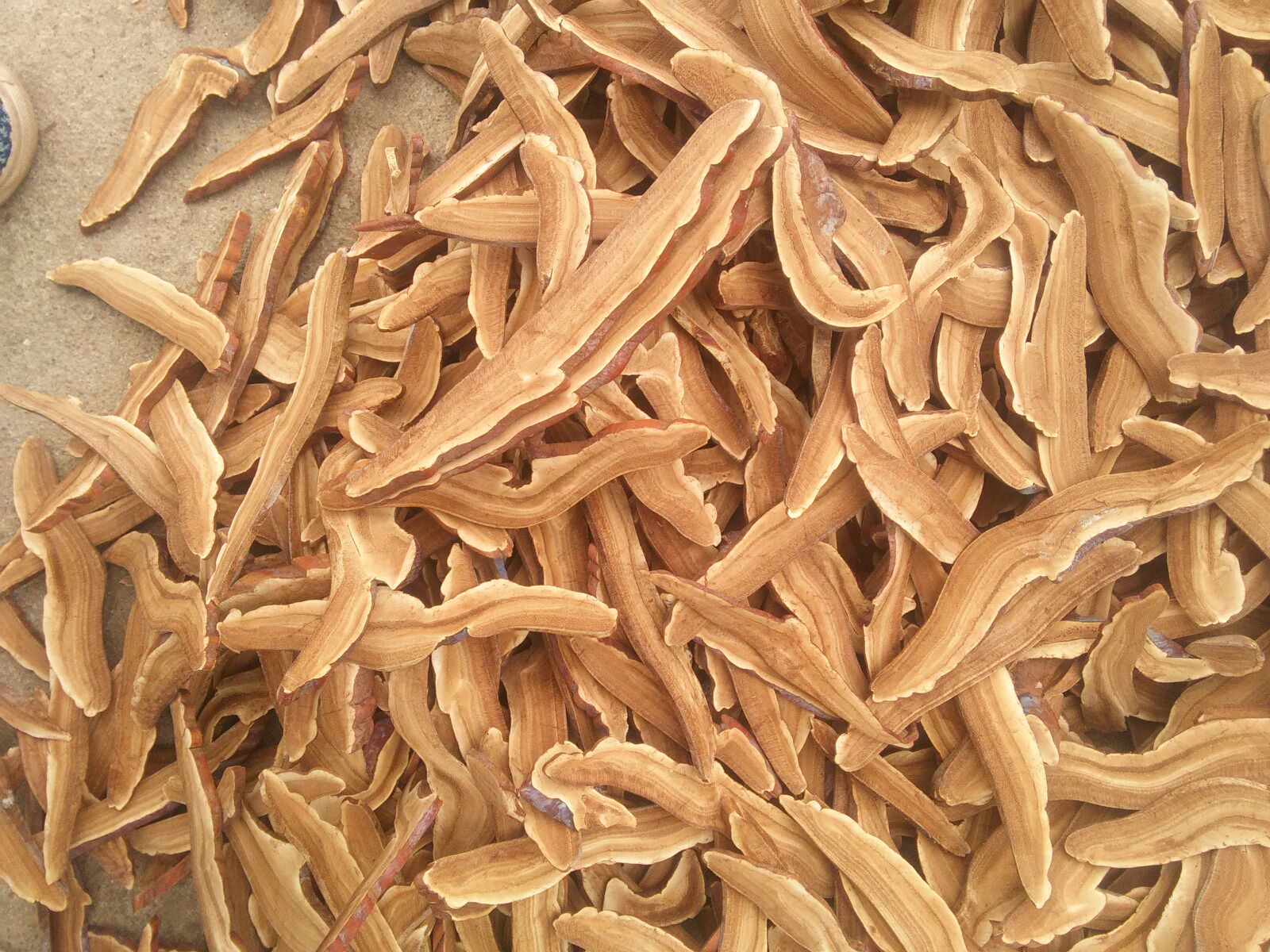 野生灵芝根部切片泡水图,展示其泡水后的颜色变化与药效释放过程