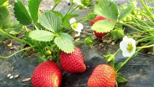 四季草莓