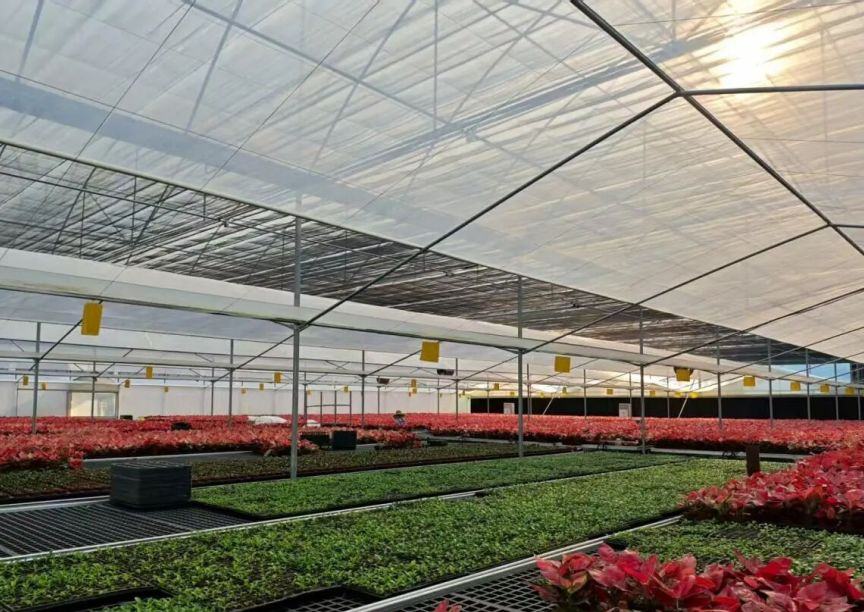 瑞岭盆景苗木生产中心