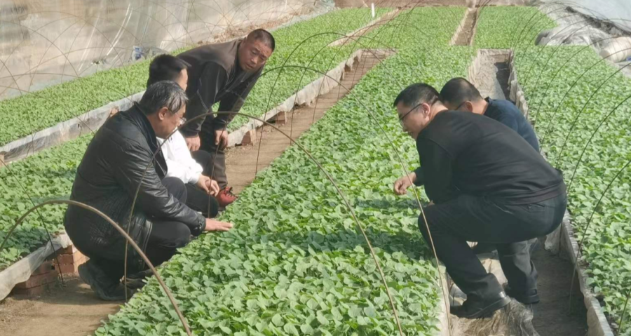 肇州县电商+合作社模式