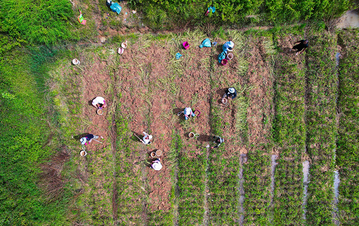 勐海县花生丰收景象