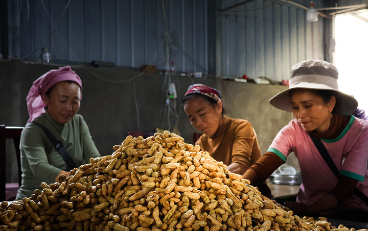 曼国村花生种植地