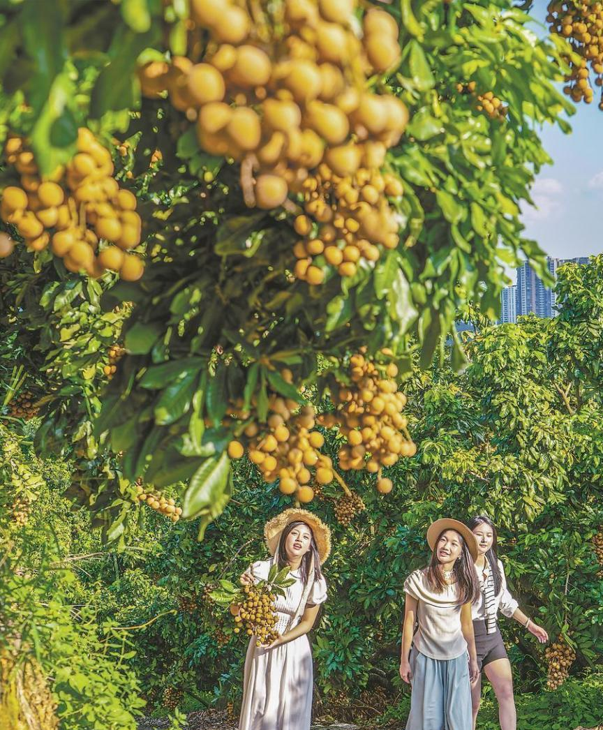 同安凤梨穗龙眼