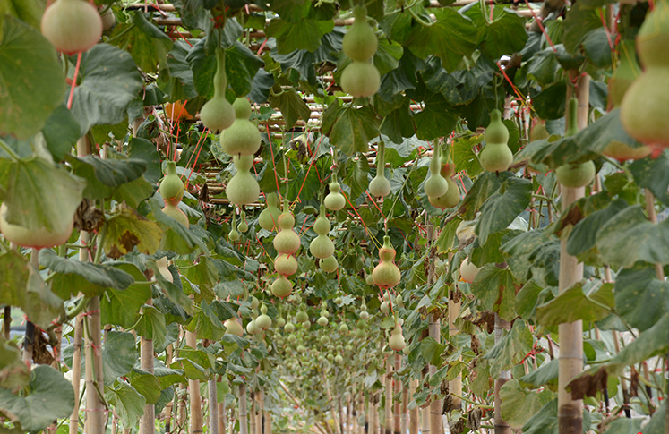 永丰村葫芦长廊