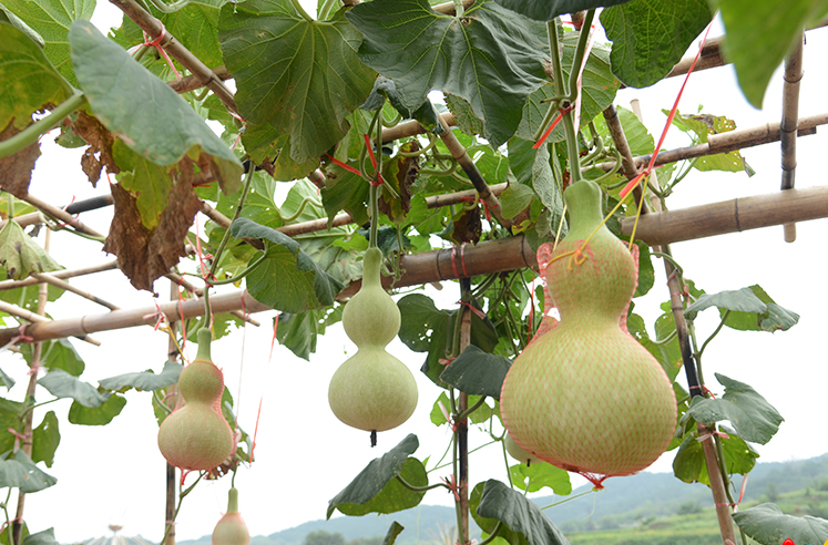 园区工作人员管理葫芦