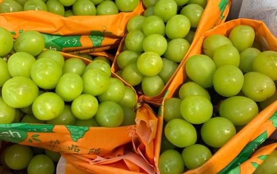 阳光玫瑰种植规模