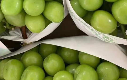 阳光玫瑰市场两极分化