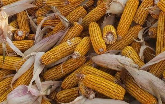 干玉米价格相关图片