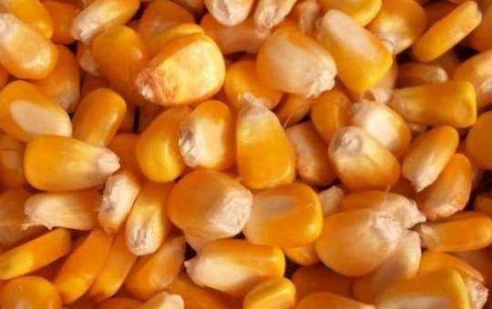 干玉米价格相关图片
