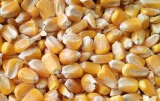 干玉米价格相关图片