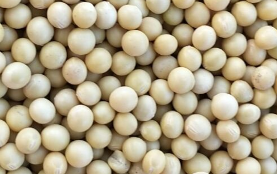 新疆哈纳斯黄豆