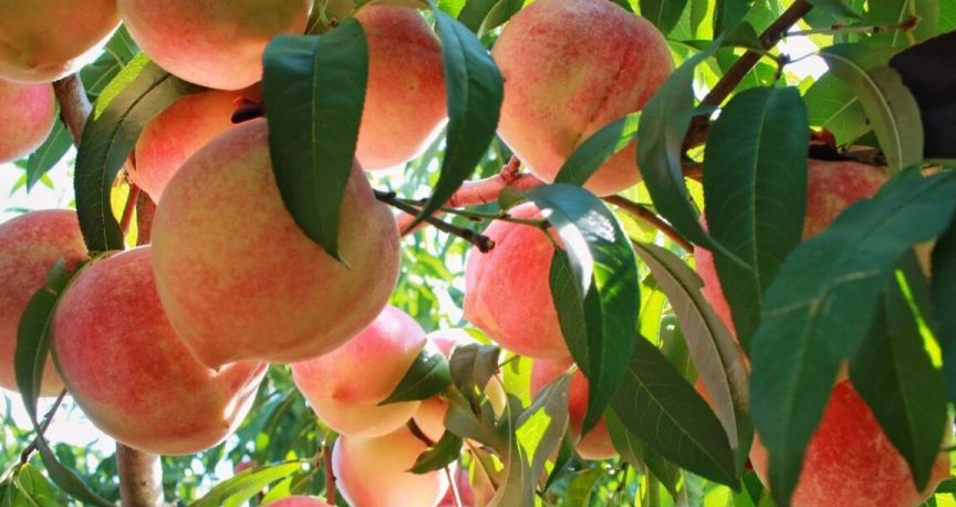 秋桃种植户杨艳琼