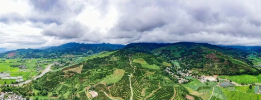 盈江澳洲坚果林