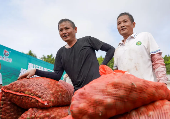 农户采摘澳洲坚果